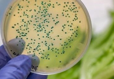 Novo biossensor detecta bactérias em alimentos